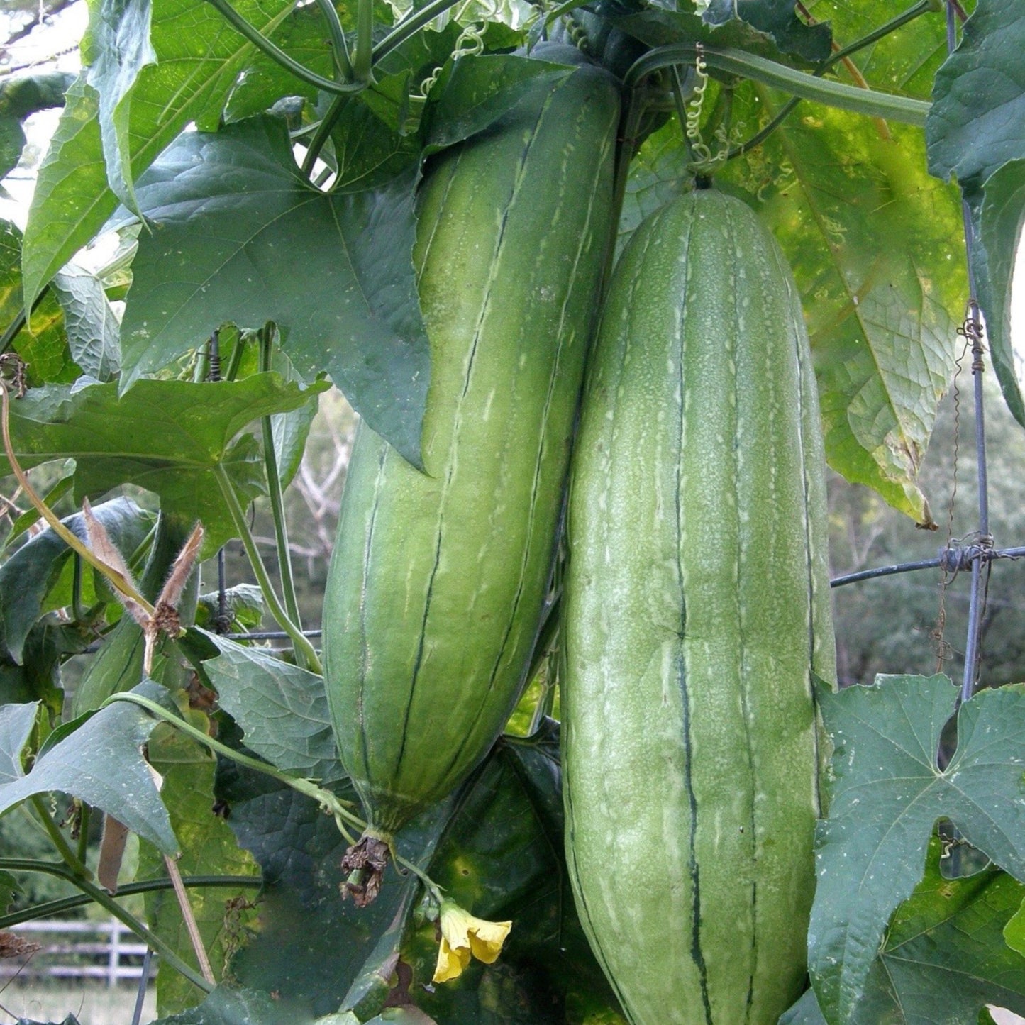 Cut Naturally Grown Loofah - Natural Bath, Face & Body Exfoliating Sponge