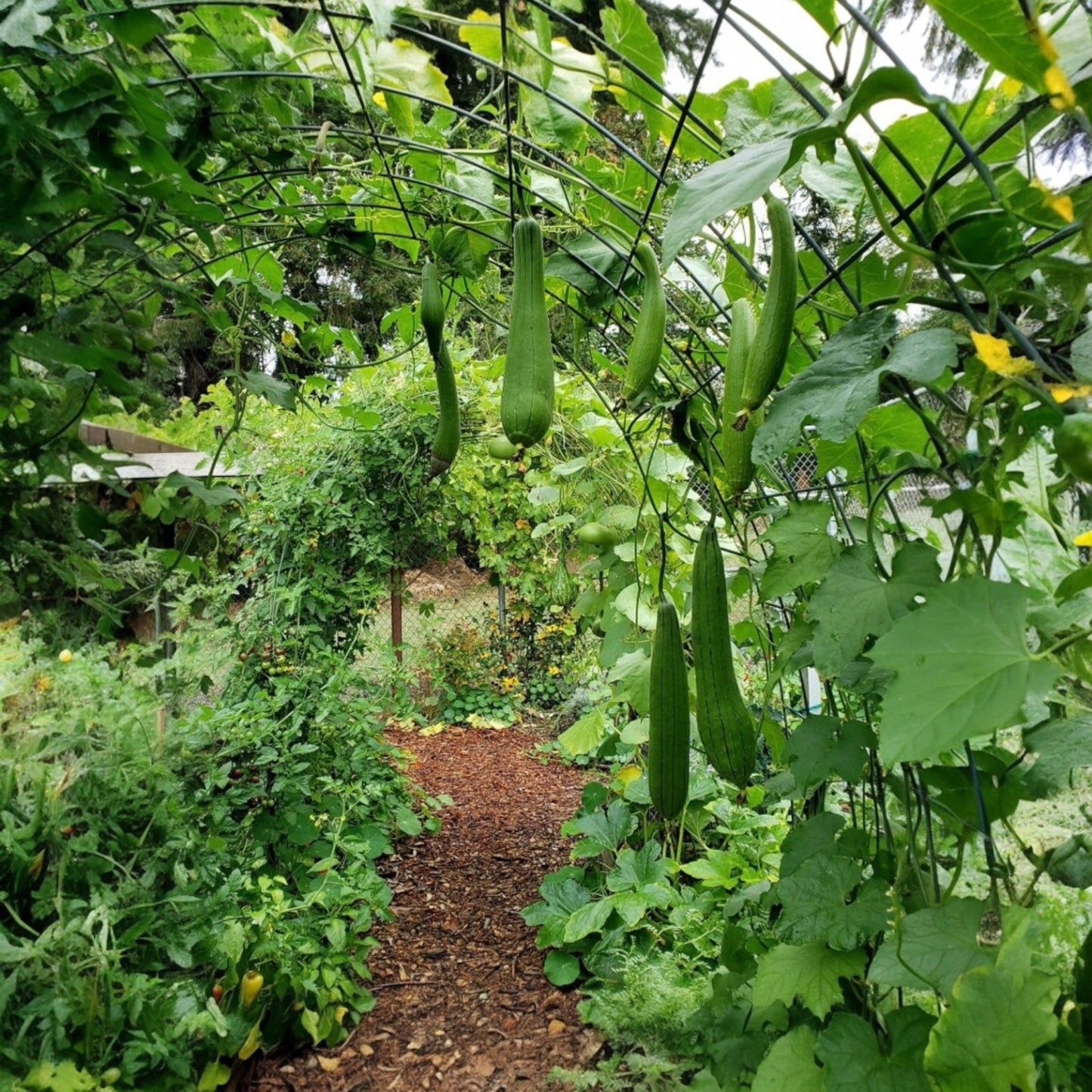 Cut Naturally Grown Loofah - Natural Bath, Face & Body Exfoliating Sponge